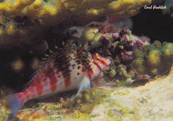 Coral HawkFish