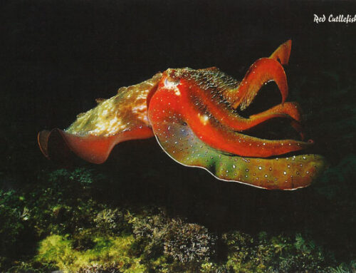 Red Cuttlefish