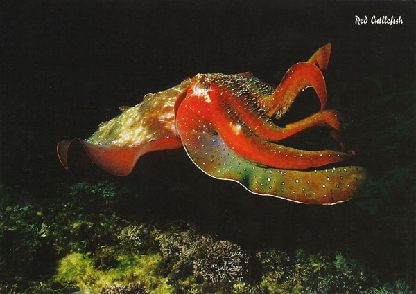 Red Cuttlefish